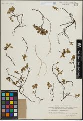 Foto von Salix herbacea L. x Salix nummularia Andersson
